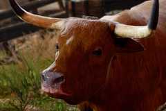 The Strange Ox from Baldur's Gate 3 looking at the player.